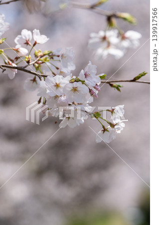 【勝浦さくら祭り】桜の花 【勝浦さくら祭り】桜の花 139917566