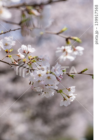 【勝浦さくら祭り】桜の花 139917568