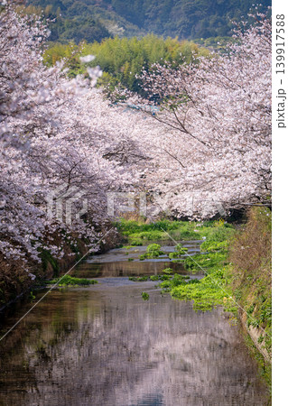【勝浦さくら祭り】満開の桜 【勝浦さくら祭り】満開の桜 139917588