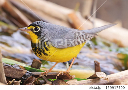 Canada Warbler perched on a branch in the forest Canada Warbler perched on a branch in the forest 139917590