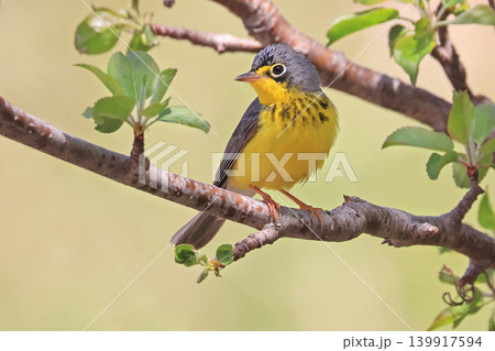 Canada Warbler perched on a branch in the forest Canada Warbler perched on a branch in the forest 139917594