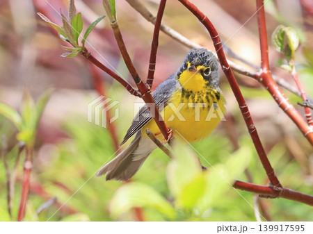 Canada Warbler perched on a branch in the forest 139917595