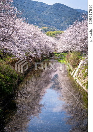 【勝浦さくら祭り】川面に映る満開の桜 139917616