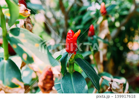 Bright red costus woodsonii flower blooming on a green stem surrounded by lush leaves in tropical garden in Vietnam Bright red costus woodsonii flower blooming on a green stem surrounded by lush leaves in tropical garden in Vietnam 139917618