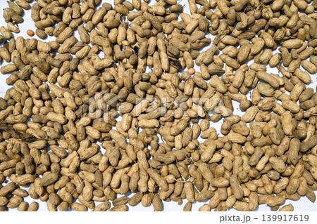 Raw unshelled peanuts drying under direct hot sunlight on a white fabric mat at a traditional temple garden in Vietnam Raw unshelled peanuts drying under direct hot sunlight on a white fabric mat at a traditional temple garden in Vietnam 139917619