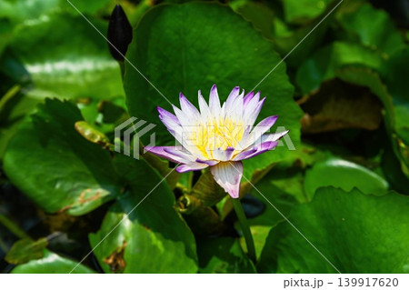 Beautiful multicolored water lily flower blooming in a pond surrounded by large green leaves in a garden in Vietnam 139917620