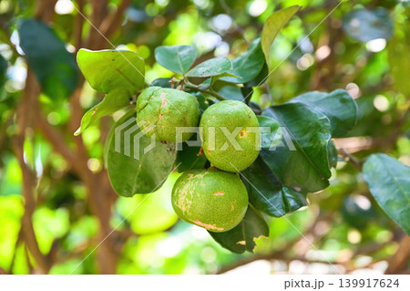 Bunch of fresh green skin pomelo fruits ripening on a tree branch surrounded by lush leaves in a garden in Vietnam 139917624