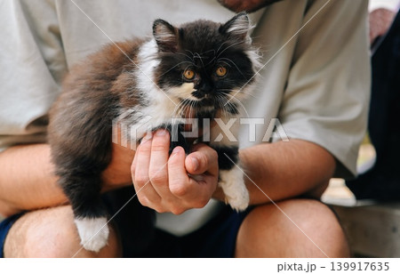 Close up of a cute fluffy domestic kitten held in hands of a caucasian 30 years old young russian man outdoors Close up of a cute fluffy domestic kitten held in hands of a caucasian 30 years old young russian man outdoors 139917635