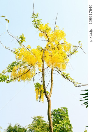 Beautiful blooming yellow cassia fistula shower tree with bright flowers against a clear sky outdoors Beautiful blooming yellow cassia fistula shower tree with bright flowers against a clear sky outdoors 139917640