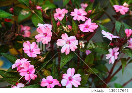 Beautiful blooming pink new guinea impatiens flowers with green and dark leaves growing outdoors 139917641