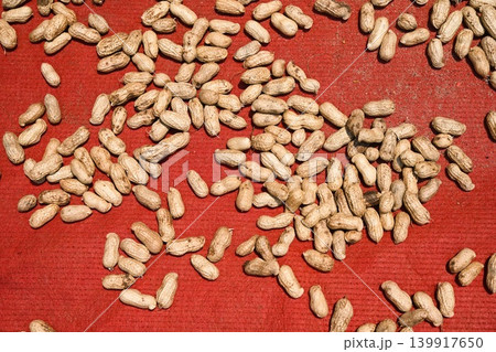 Raw peanuts in shells drying on a bright red fabric mat under direct hot sunlight at a local temple garden in Vietnam Raw peanuts in shells drying on a bright red fabric mat under direct hot sunlight at a local temple garden in Vietnam 139917650