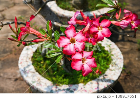 Bright pink adenium obesum flowers blooming in a traditional mosaic ceramic pot under direct sunlight in Vietnam garden 139917651