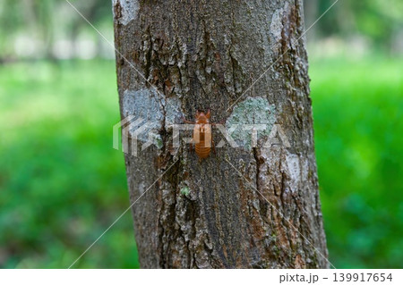 Empty brown cicada exuvia shell left on a textured tree trunk with green lichen in a tropical garden in Vietnam 139917654