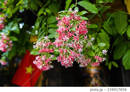 Beautiful combretum indicum rangoon creeper flowers blooming on a vine with Vietnam flag blurred in background Beautiful combretum indicum rangoon creeper flowers blooming on a vine with Vietnam flag blurred in background 139917656