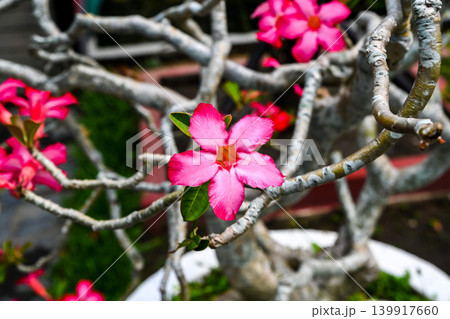 Beautiful pink adenium obesum desert rose flower blooming on a branch with textured trunk in a tropical garden close up Beautiful pink adenium obesum desert rose flower blooming on a branch with textured trunk in a tropical garden close up 139917660