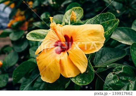 Beautiful yellow hibiscus rosa sinensis flower blooming on a branch surrounded by green leaves in a tropical garden 139917662