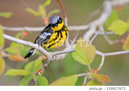 Magnolia warbler perched on a tree branch with green background, Quebec 139917671