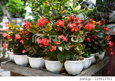 Close up of beautiful blooming red wax begonia flowers planted in white plastic pots in an outdoor garden Close up of beautiful blooming red wax begonia flowers planted in white plastic pots in an outdoor garden 139917701