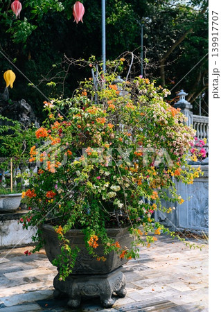 Blooming bougainvillea bush in traditional carved stone pot under sunlight in Da Nang Vietnam Blooming bougainvillea bush in traditional carved stone pot under sunlight in Da Nang Vietnam 139917707