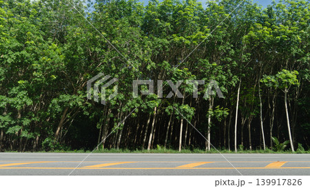 Panoramic landscape view of an asphalt road stretching horizontally across the frame. Vibrant green ruber trees forest stands directly behind the road under a bright daytime sky. Panoramic landscape view of an asphalt road stretching horizontally across the frame. Vibrant green ruber trees forest stands directly behind the road under a bright daytime sky. 139917826