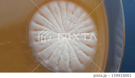 菊の文様のように見える真菌のコロニー 139918001