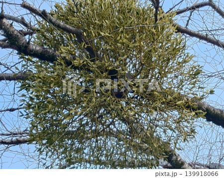 桜の木に寄生する木 桜の木に寄生する木 139918066