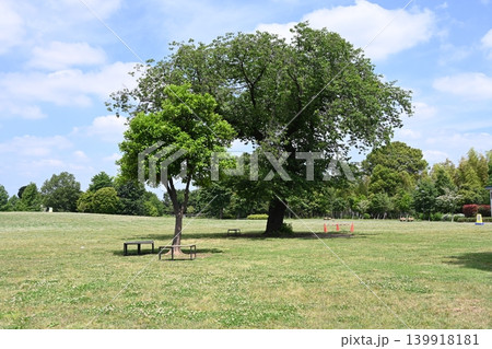 杉並区の高井戸公園の広場と大小の木の風景 139918181