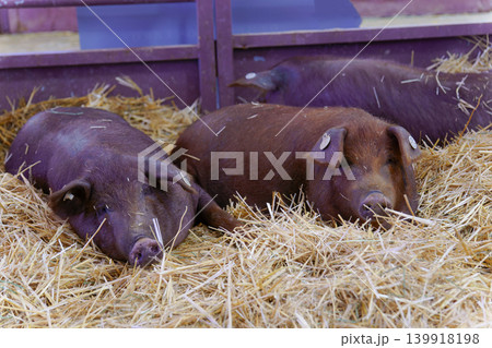 Brown pigs resting on straw in animal farm Brown pigs resting on straw in animal farm 139918198