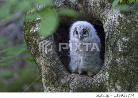 未知の世界に飛び立っていったフクロウの雛 139918774