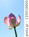 空に向かって咲く蓮の花 139918800