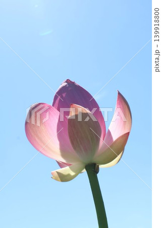 空に向かって咲く蓮の花 空に向かって咲く蓮の花 139918800