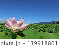 山と蓮の花 139918801