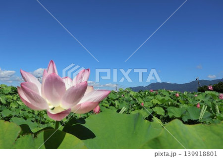 山と蓮の花 139918801