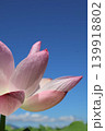 蓮の花をクローズアップした写真 139918802