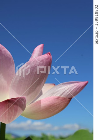 蓮の花をクローズアップした写真 蓮の花をクローズアップした写真 139918802