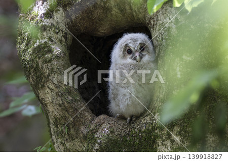 未知の世界に飛び立っていったフクロウの雛 139918827