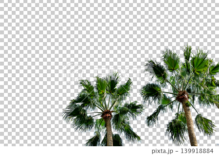 A cutout image featuring two palm trees against a transparent background, positioned in a low-angle shot. A cutout image featuring two palm trees against a transparent background, positioned in a low-angle shot. 139918884