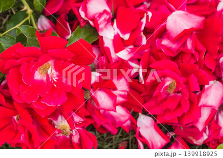 薔薇と花びら 139918925