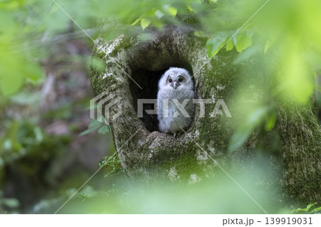 未知の世界に飛び立っていったフクロウの雛 未知の世界に飛び立っていったフクロウの雛 139919031