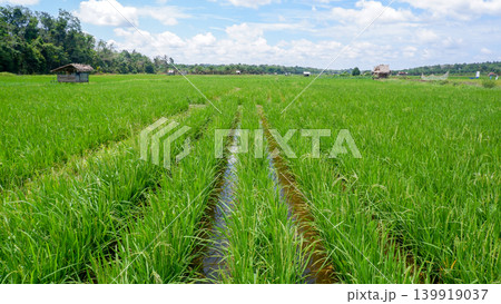 Stunning Panoramic View of Vibrant Green Paddy Fields Under Blue Sky and Clouds Stunning Panoramic View of Vibrant Green Paddy Fields Under Blue Sky and Clouds 139919037