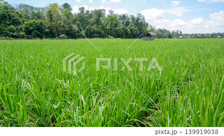 Scenic Agricultural Countryside with Bright Green Rice Paddy Fields and Hills 139919038