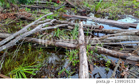 Deforestation Site with Tree Logs Piled in Swampland Water Deforestation Site with Tree Logs Piled in Swampland Water 139919133