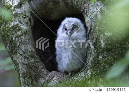 未知の世界に飛び立っていったフクロウの雛 未知の世界に飛び立っていったフクロウの雛 139919135