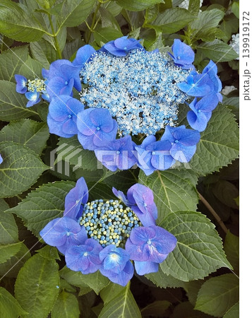 青紫陽花 開花と蕾の二段咲き 青紫陽花 開花と蕾の二段咲き 139919172