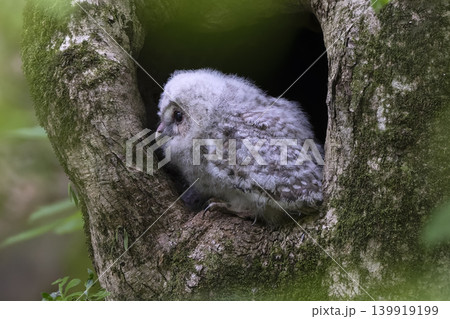 未知の世界に飛び立っていったフクロウの雛 未知の世界に飛び立っていったフクロウの雛 139919199