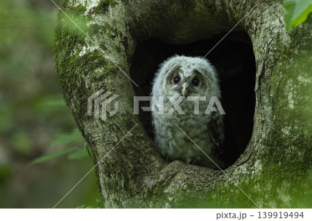 未知の世界に飛び立っていったフクロウの雛 未知の世界に飛び立っていったフクロウの雛 139919494