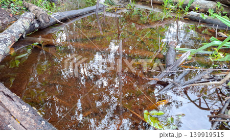 Brown Peat Water Puddle Surrounded by Fallen Tree Logs Brown Peat Water Puddle Surrounded by Fallen Tree Logs 139919515