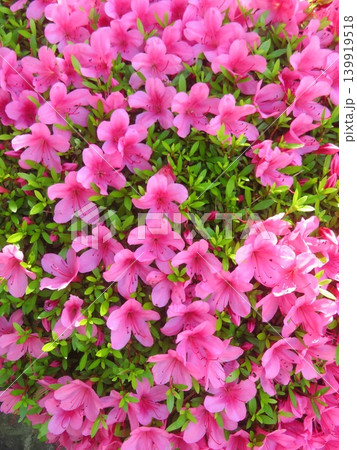 さつきの花 さつきの花 139919518