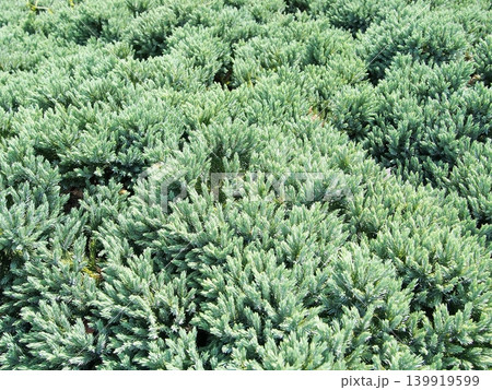 グランドカバー植物のニイタカビャクシン グランドカバー植物のニイタカビャクシン 139919599