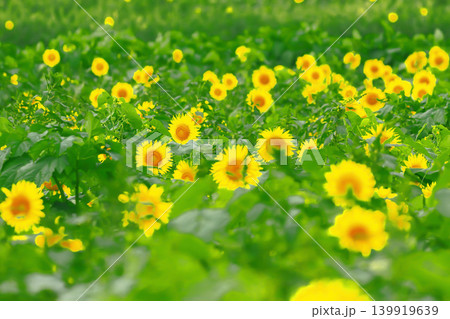 群生する満開の向日葵の花 群生する満開の向日葵の花 139919639
